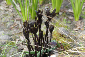 Chloranthus sessifolius Domino   